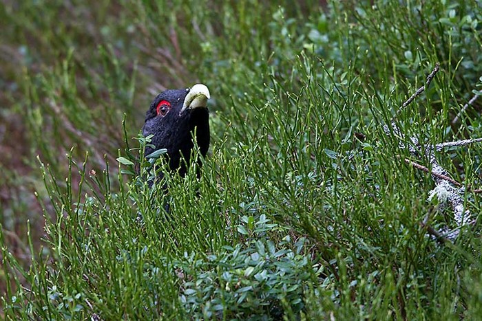 Capercaillie