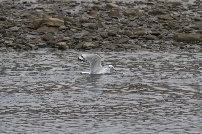 Bonaparte's Gull