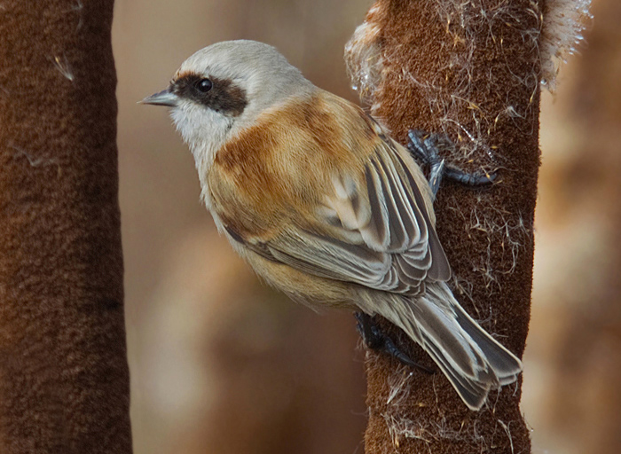 Penduline Tit