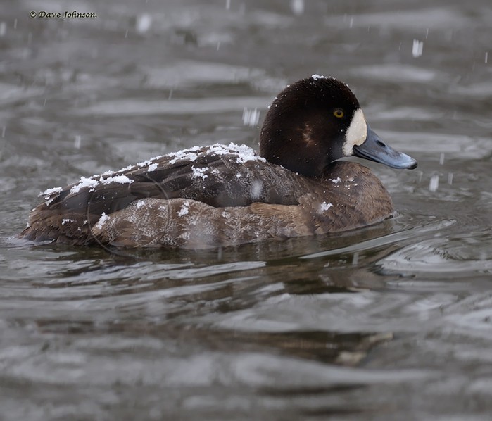 Scaup