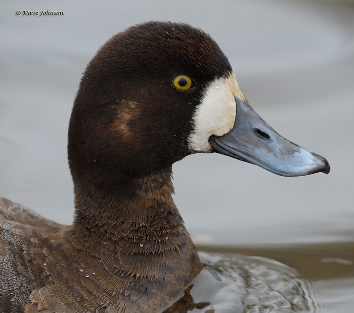 Scaup