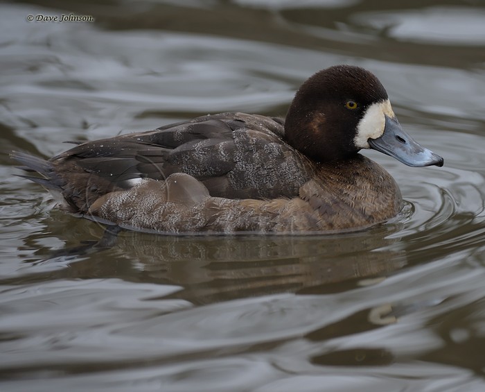 Scaup