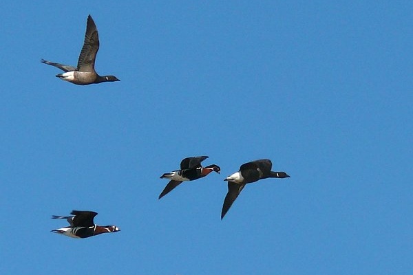 Red-breasted Goose