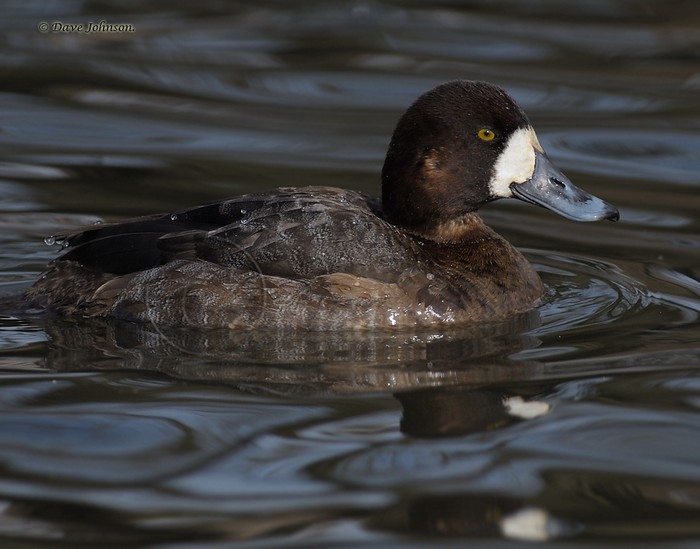 Scaup