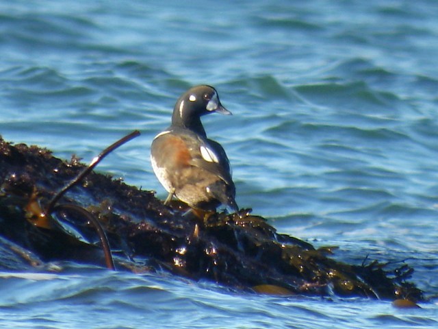 Harlequin Duck