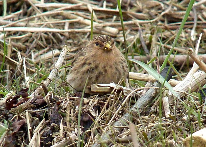Twite