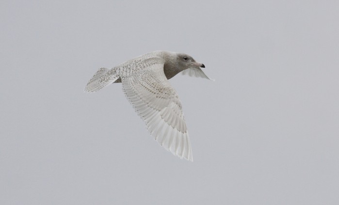 Glaucous Gull