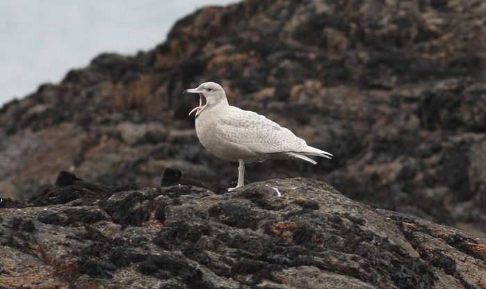 Glaucous Gull