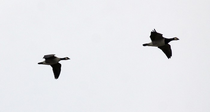 Richardson's Canada Goose
