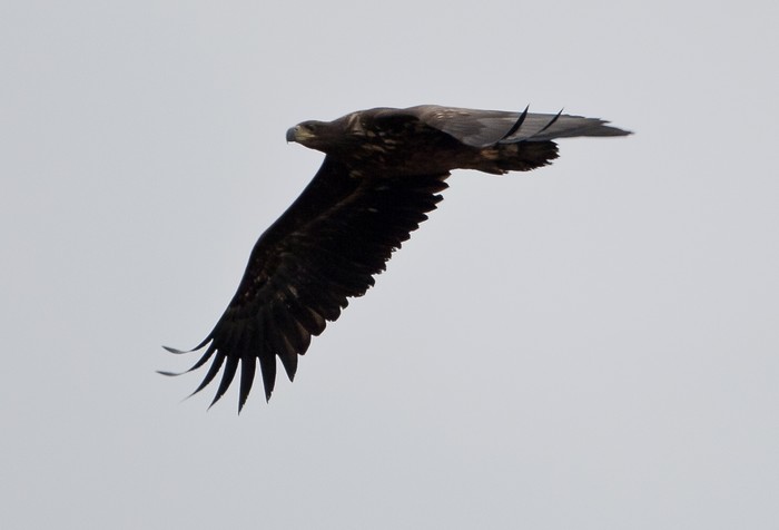 White-tailed Eagle