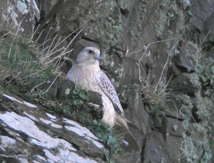Gyr