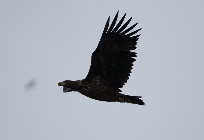 White-tailed Eagle