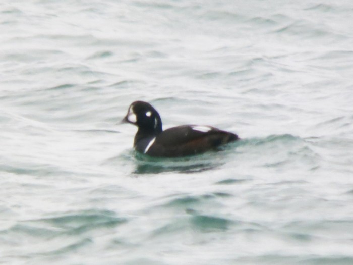 Harlequin Duck