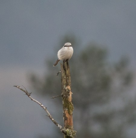 Great Grey Shrike