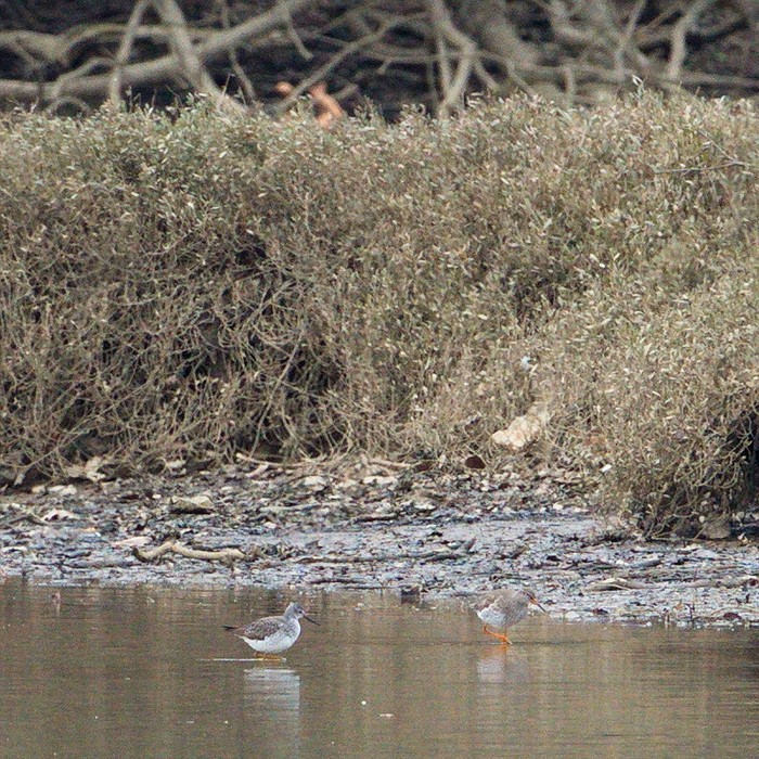 Lesser Yellowlegs