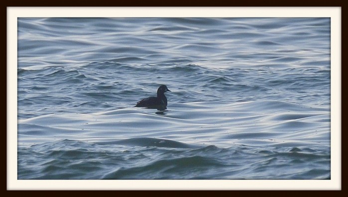 Harlequin Duck