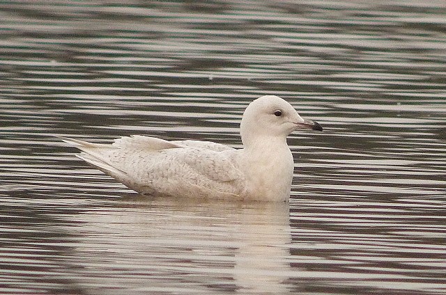 Iceland Gull