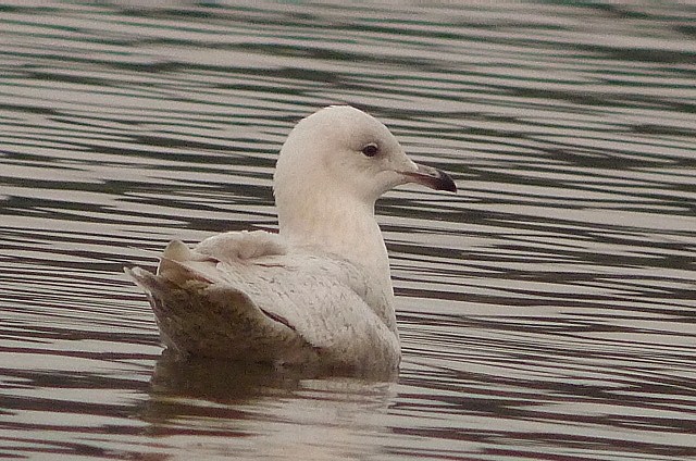 Iceland Gull