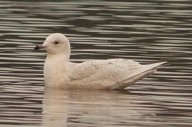 Iceland Gull