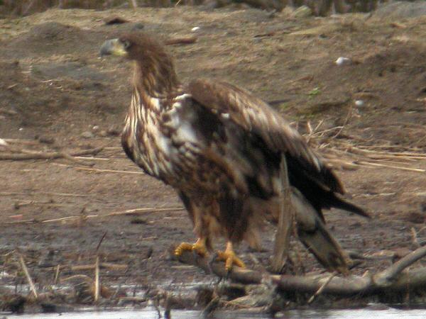 White-tailed Eagle