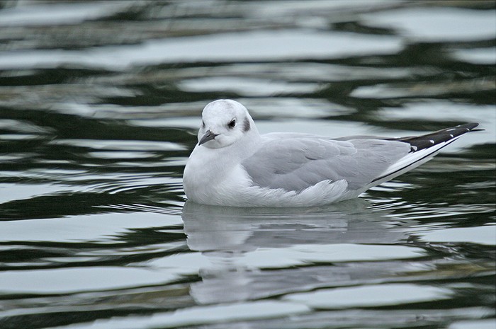 Bonaparte's Gull