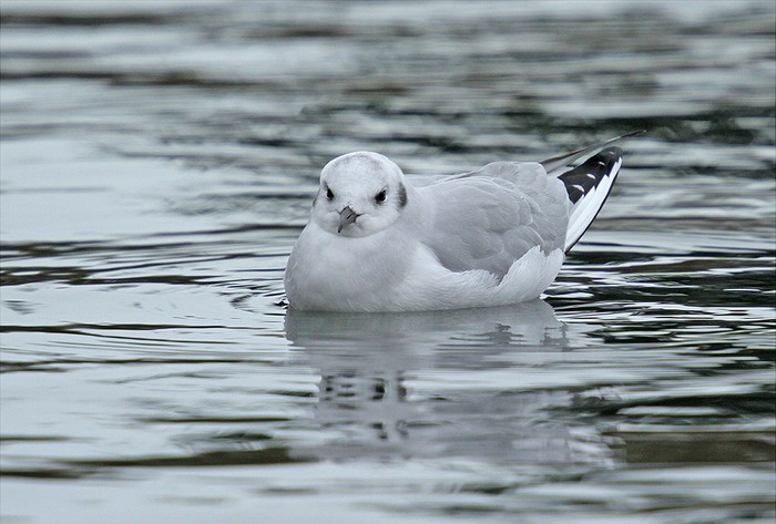 Bonaparte's Gull