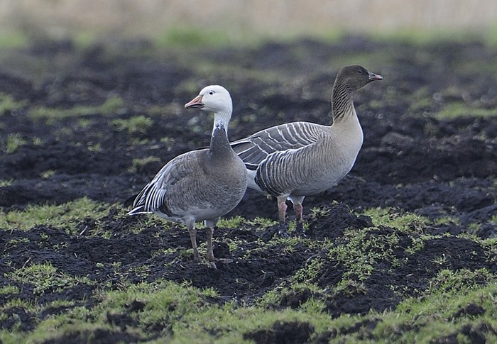 Lesser Snow Goose