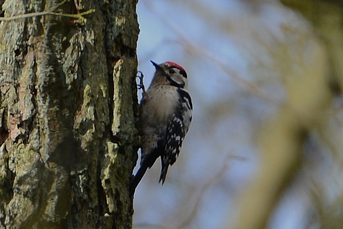 Lesser Spotted Woodpecker