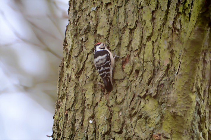 Lesser Spotted Woodpecker