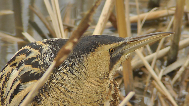 Bittern