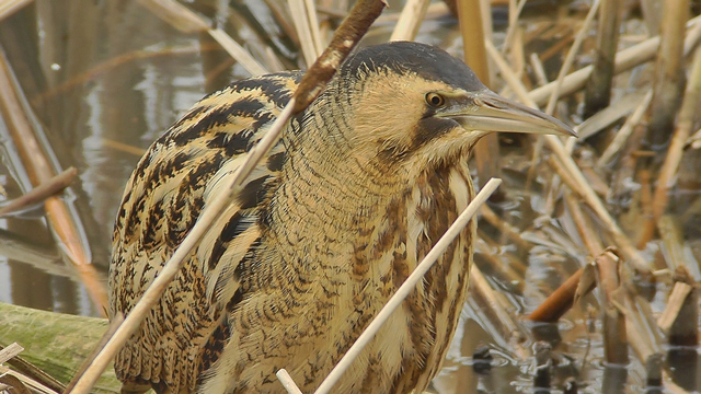 Bittern