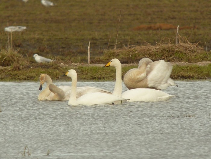 Bewick's Swan