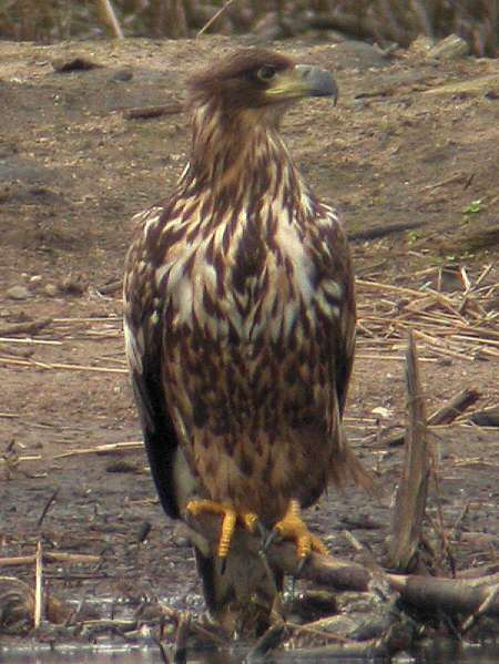 White-tailed Eagle