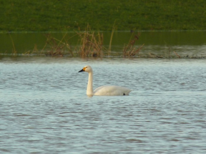 Bewick's Swan
