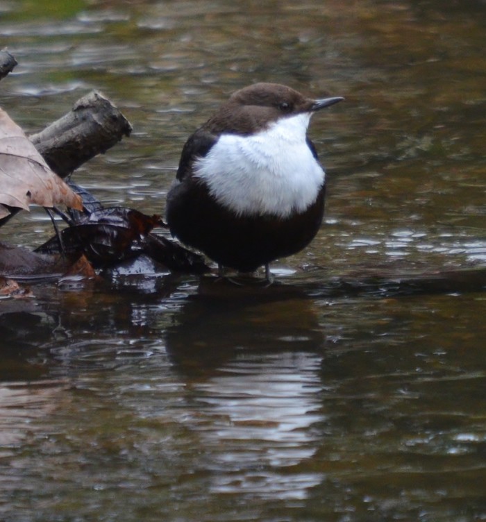 Black-bellied Dipper