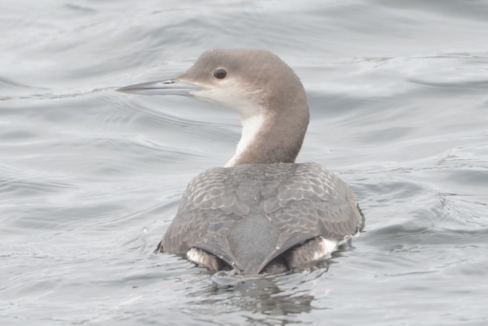 Black-throated Diver
