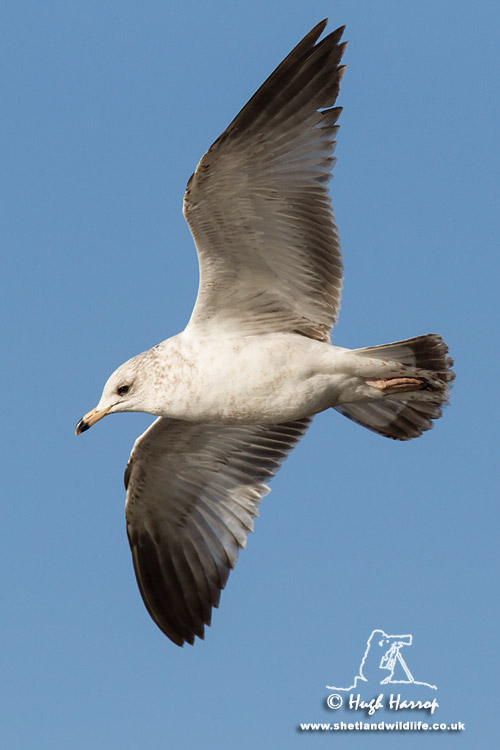 Ring-billed Gull