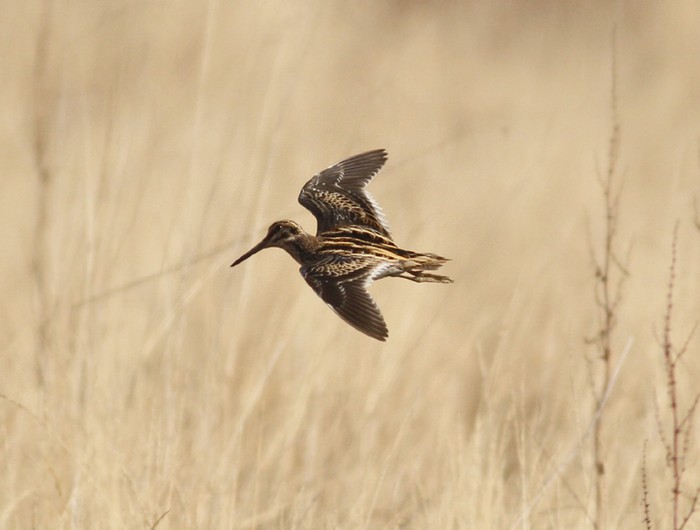 Jack Snipe