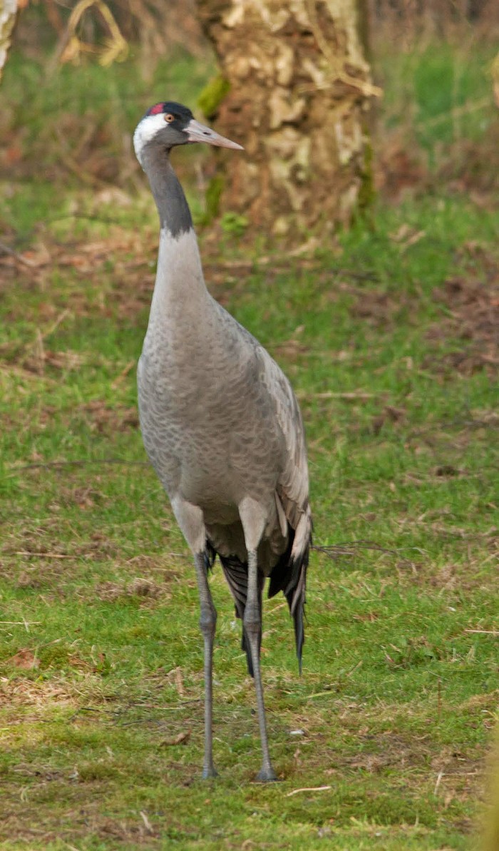Common Crane