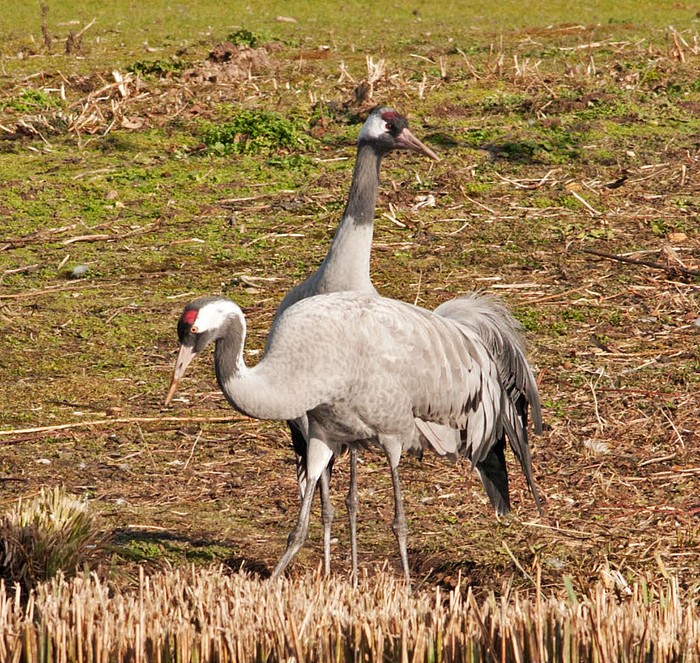 Common Crane
