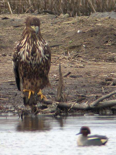 White-tailed Eagle