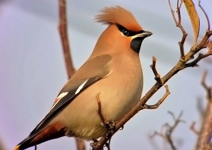 Waxwing