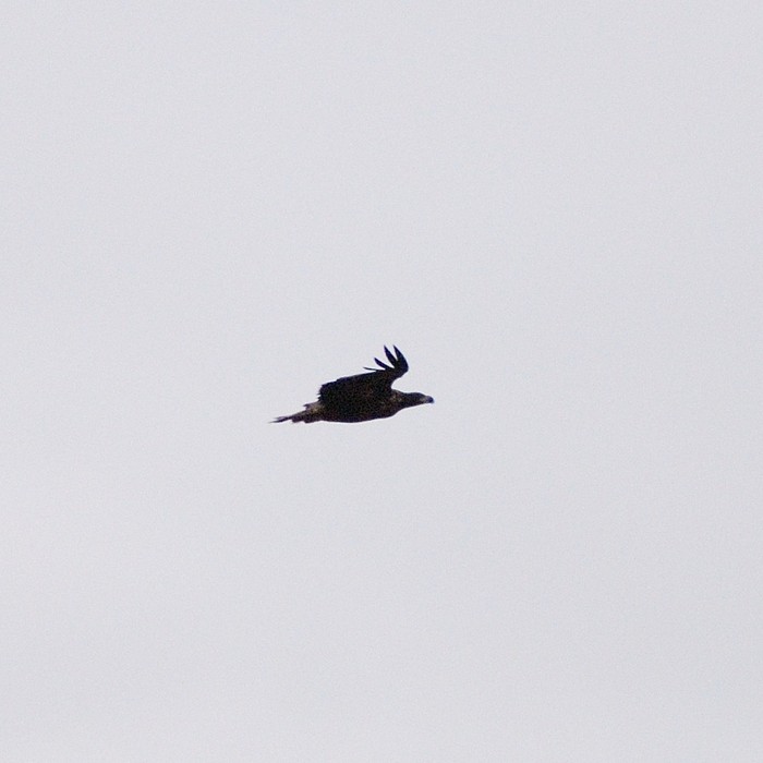 White-tailed Eagle