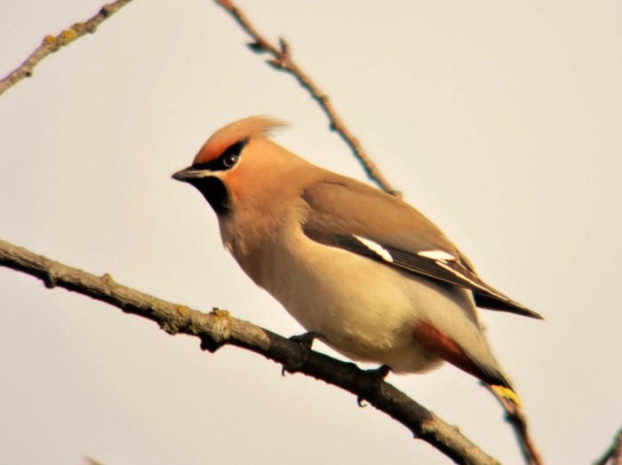 Waxwing