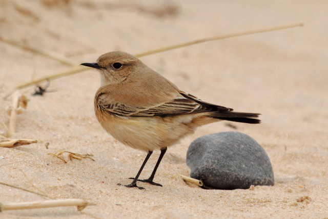 Desert Wheatear