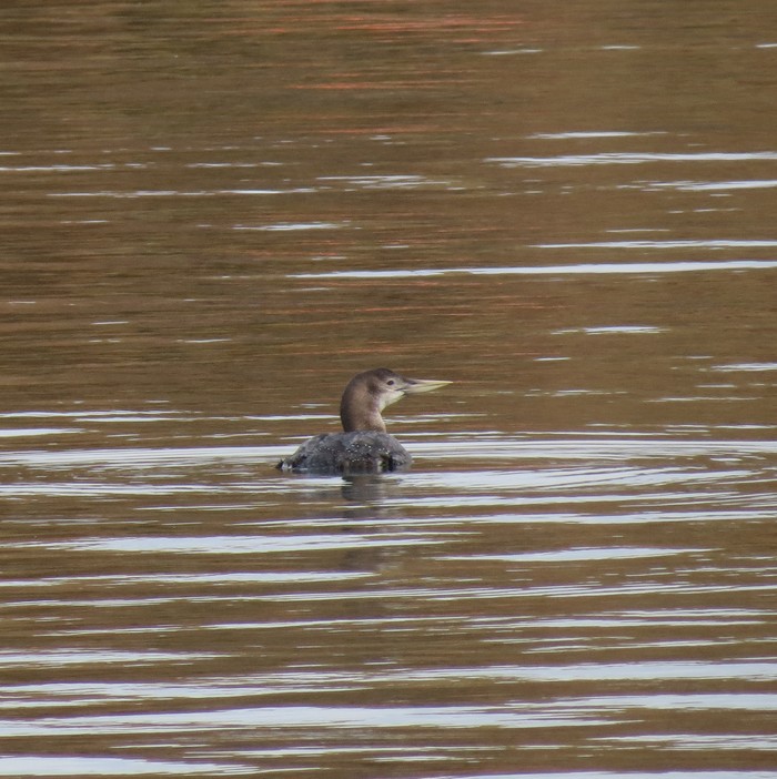 White-billed Diver