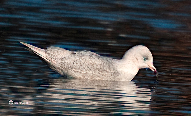 Iceland Gull