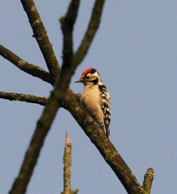 Lesser Spotted Woodpecker