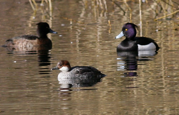 Smew