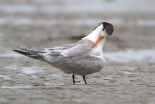 Elegant Tern
